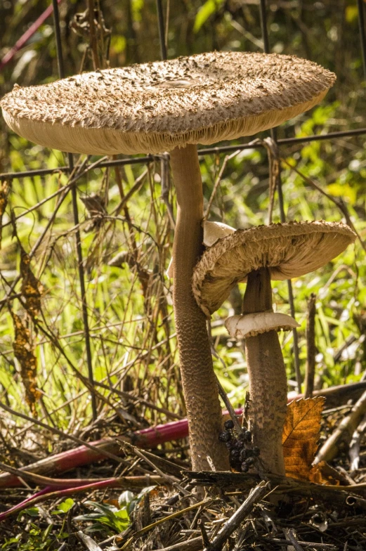 a group of mushrooms sitting on the ground next to a fence, a portrait, by Robert Brackman, hdr detail, on a pedestal, golden hour intricate, over-shoulder shot