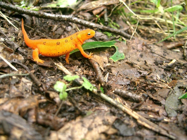 a close up of a small orange lizard on the ground, a photo, flickr, photorealistic ”, prowling through the forest, splash of color, favolaschia - calocera