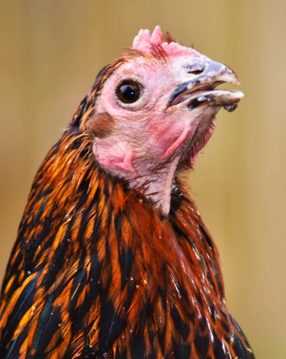 a close up of a chicken's head with a blurry background, a portrait, by Jan Rustem, shutterstock, ferocious appearance, regal and proud robust woman, wisconsin, reddish