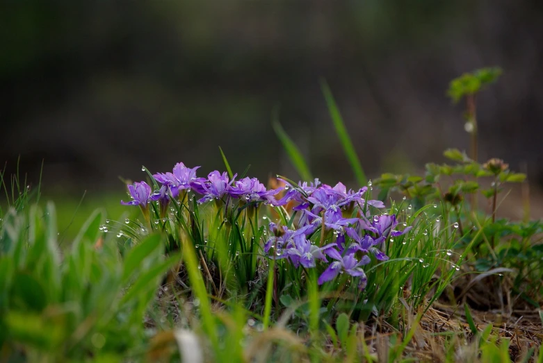 a group of purple flowers sitting on top of a lush green field, a picture, by Anato Finnstark, flickr, raindrops, forest floor, early spring, lobelia
