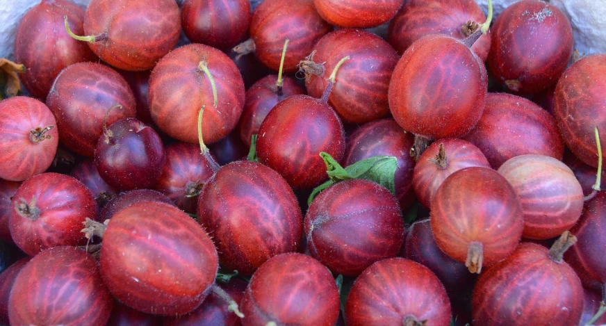 a close up of a bunch of red onions, a digital rendering, by Jan Rustem, pixabay, hurufiyya, north island brown kiwi, wild berries, avatar image, 1 6 x 1 6
