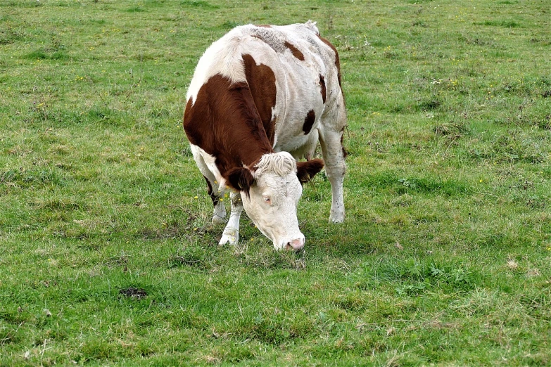 a brown and white cow standing on top of a lush green field, a photo, eating meat, istockphoto, white with chocolate brown spots, ffffound