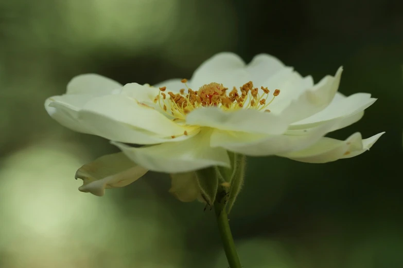 a close up of a white flower on a stem, inspired by Frederick Goodall, romanticism, yellow rose, paul barson, 4k serene, yellow