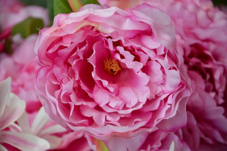 a close up of a bunch of pink flowers, inspired by Rose O’Neill, large rose flower head, stunning quality, many peonies, different closeup view