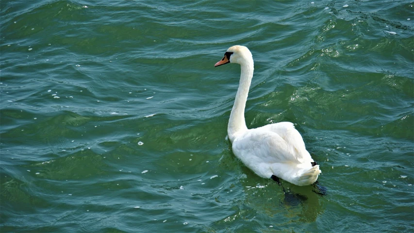 a white swan floating on top of a body of water, a photo, pixabay, on the ocean water, green waters, high res photo, tourist photo
