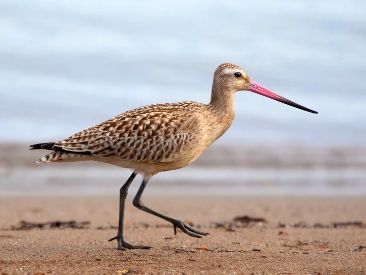 a bird standing on top of a sandy beach, by Elizabeth Charleston, shutterstock, long legs, rounded beak, speckled, wallpaper background