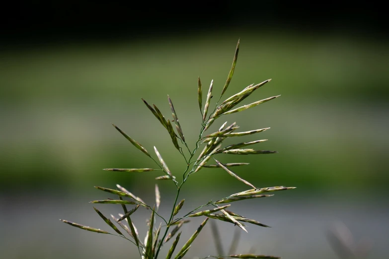 a close up of a plant with a blurry background, a macro photograph, realistic grass, very sharp and detailed image, hemp, very sharp photo