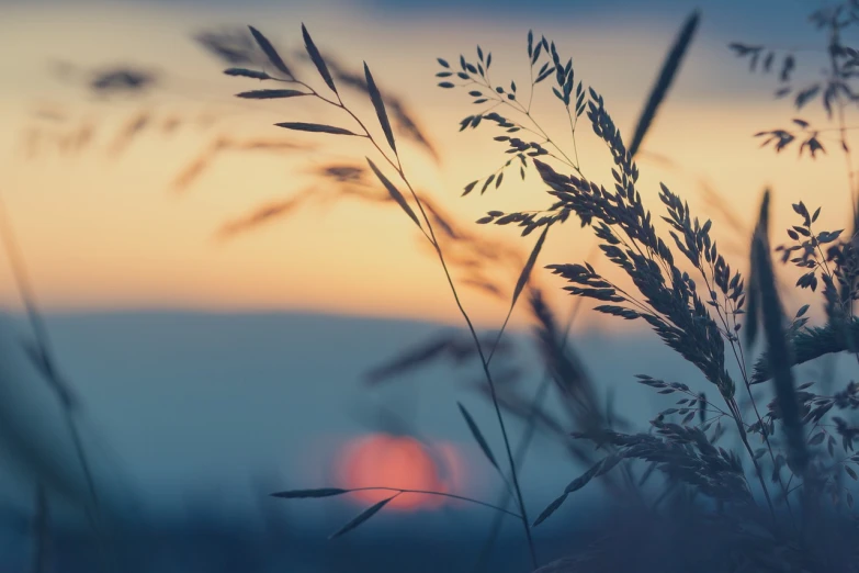 a field of grass with the sun setting in the background, a picture, by Thomas Häfner, pexels, romanticism, plant photography, lit from the side, harvest, elegant composition