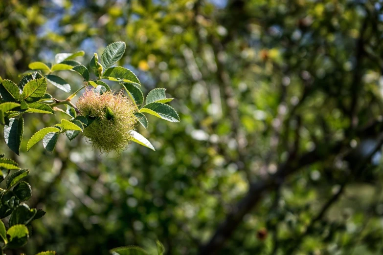 a close up of a flower on a tree, a portrait, by Etienne Delessert, kiwi fruit, distant photo, tribbles, summer day