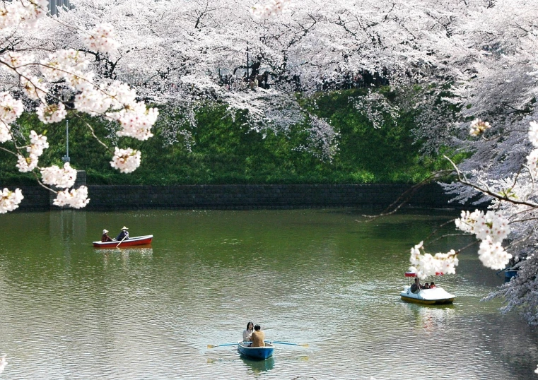 a couple of boats that are in the water, a photo, by Kanō Tan'yū, flickr, sōsaku hanga, lush sakura trees, tokyo anime scene, award - winning photo. ”