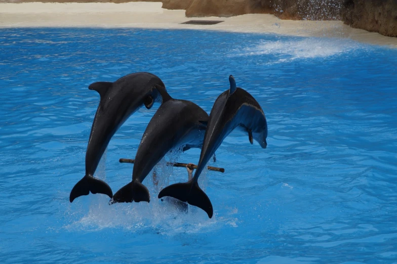 a couple of dolphins jumping out of the water, a picture, shutterstock, amusement park attractions, symmetry!, watch photo