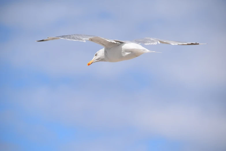 a white bird flying through a blue sky, a portrait, vacation photo, closeup photo, new mexico, wide shot photo