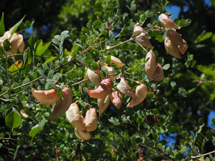 a bunch of fruit hanging from a tree, by Robert Brackman, flickr, hurufiyya, rose petals flying in the wind, pods, utah, macuahuitl