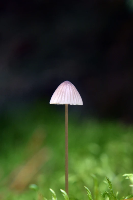 a small mushroom sitting on top of a lush green field, a macro photograph, minimalism, night light, he has an elongated head shape, parasol, very sharp and detailed photo