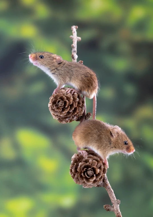 a mouse sitting on top of a pine cone, by Jan Rustem, adult pair of twins, hanging gardens, neil richards, dynamic closeup