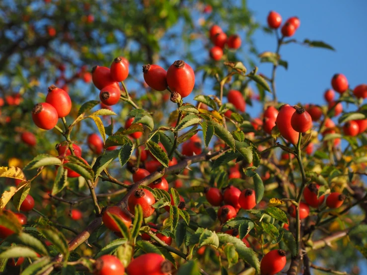 a tree filled with lots of red berries, by Jan Rustem, pexels, romanticism, rose, hips, goat, bright sky