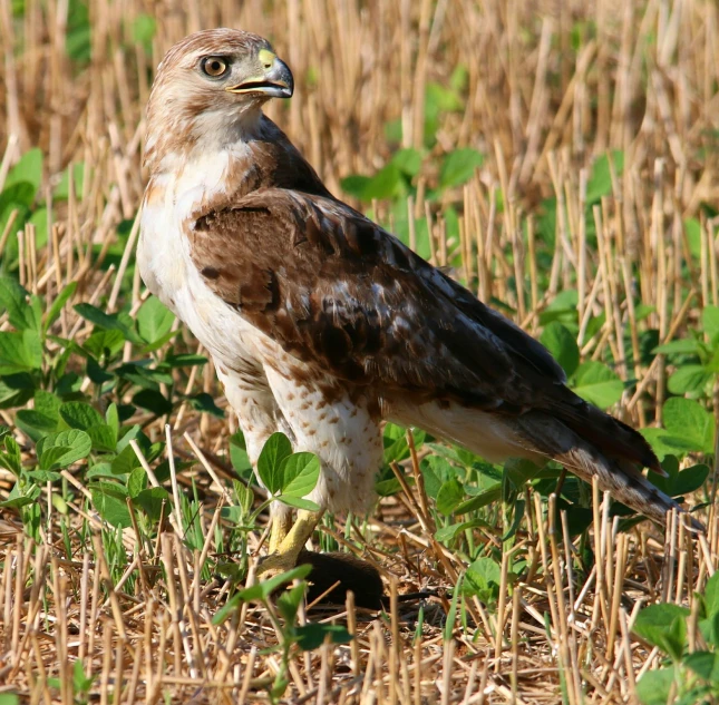 a bird that is standing in the grass, a portrait, flickr, hawk, grain”