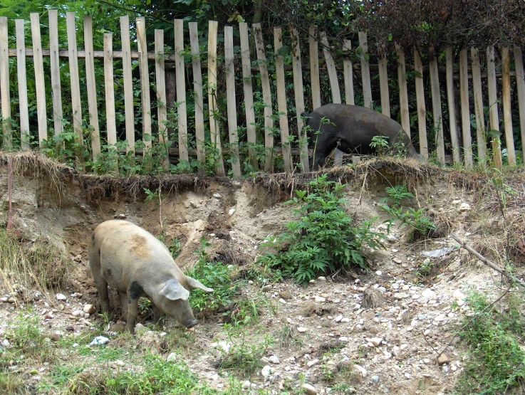 a couple of animals that are standing in the dirt, flickr, sumatraism, small fence, “pig, ravine, taken from the high street
