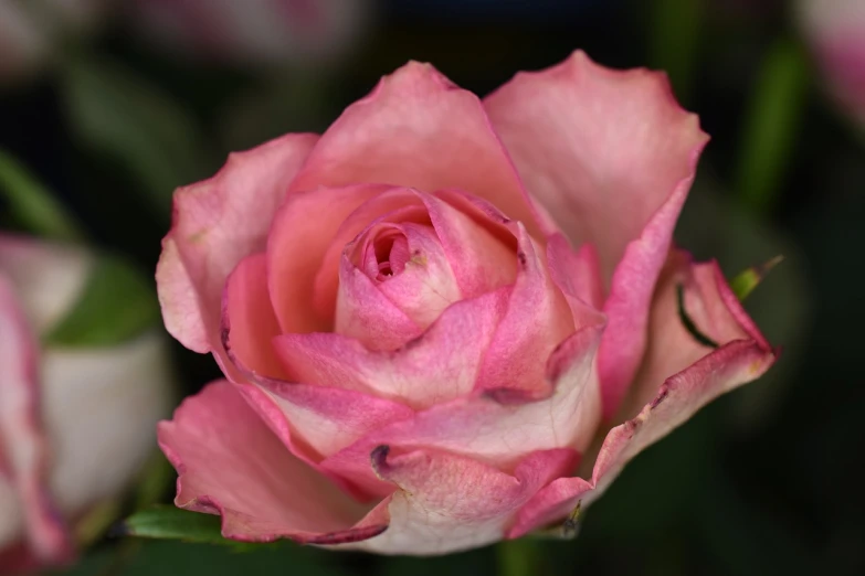 a close up of a pink rose with green leaves, by Arnie Swekel, romanticism, beautiful flower, closeup photo