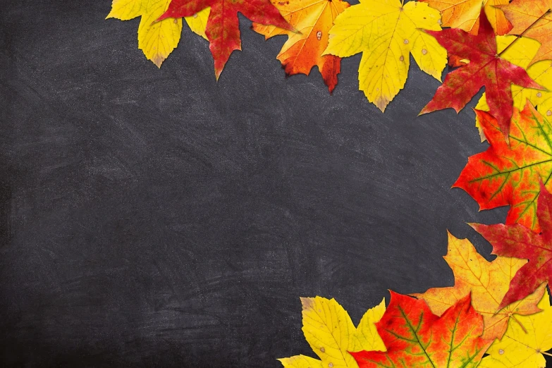 a blackboard with autumn leaves on it, pixabay, istockphoto, background image, uniform background, black and yellow and red scheme