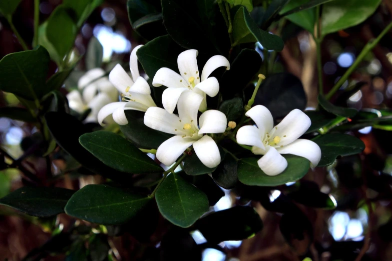 a close up of some white flowers on a tree, hurufiyya, tropical foliage, ceramic, perfume, pyromallis rene maritte