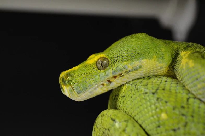 a close up of a green snake with a black background, a portrait, museum quality photo, with a bright yellow aureola, highly detailed in 4k, high res photo