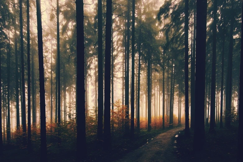 a forest filled with lots of tall trees, a picture, romanticism, with instagram filters, fog golden hour, on forest path, muted fall colors