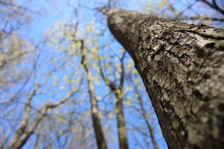 a tall tree in the middle of a forest, by Andrew Domachowski, flickr, bokeh dof sky, mouth in the bark, early spring, ! low contrast!