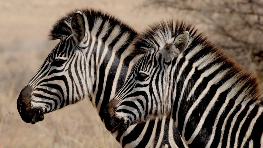 two zebras standing next to each other in a field, a photo, pixabay, op art, african facial features, neck zoomed in, hair, ultrafine detail ”