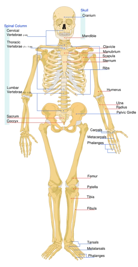 a diagram of the human skeleton, by Alison Watt, shutterstock, labeled, exoskeletton, rectangular, medical depiction