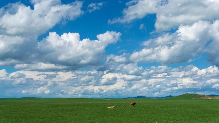 a herd of cattle standing on top of a lush green field, by Jan Rustem, flickr, precisionism, mongolia, big clouds, windows xp, panorama view of the sky