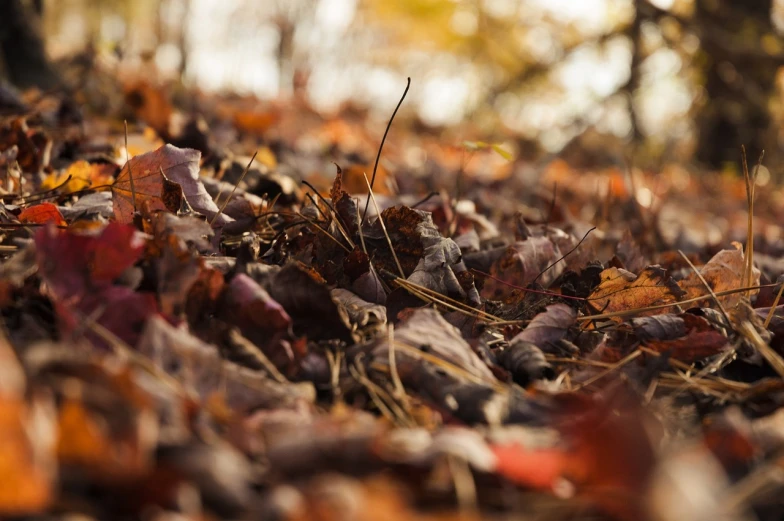 a close up of a bunch of leaves on the ground, a tilt shift photo, realism, fotografia, in the autumn forest, ant perspective, high res photo