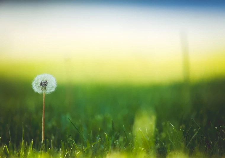 a dandelion sitting on top of a lush green field, a tilt shift photo, by Matthias Weischer, shutterstock, artistic composition, shallow focus background, outdoor photo, post processed