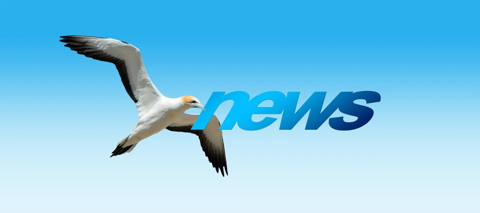 a bird that is flying in the sky, pixabay, happening, news broadcast, 3 d logo, australian, cover story