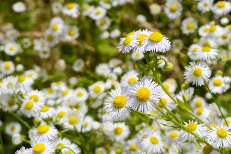 a field of white flowers with yellow centers, a portrait, by Dietmar Damerau, pexels, hurufiyya, cascade, ari aster, 1 6 x 1 6, herbs