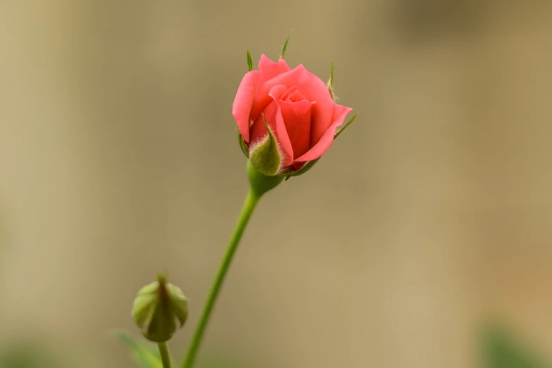 a single pink rose bud on a stem, a picture, mid shot photo