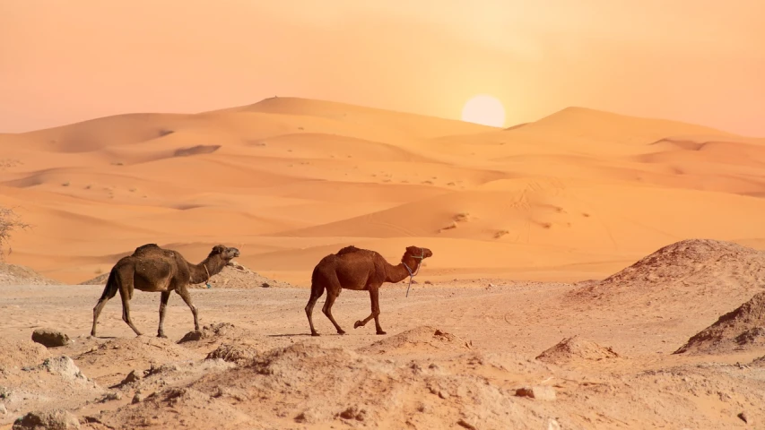 a couple of camels walking across a desert, a picture, inspired by Frederick Goodall, shutterstock, heat waves, stock photo