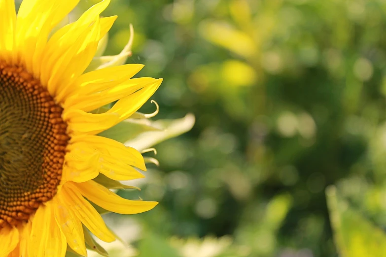 a close up of a sunflower with a blurry background, banner, bokeh”, high res photo