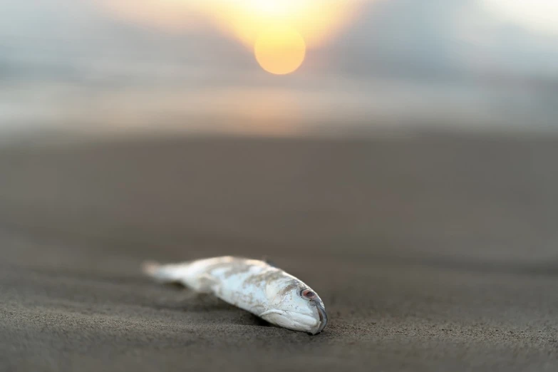 a shell sitting on top of a sandy beach, a portrait, shutterstock, romanticism, dead fish, with sunset, high detailed photo, scary fish