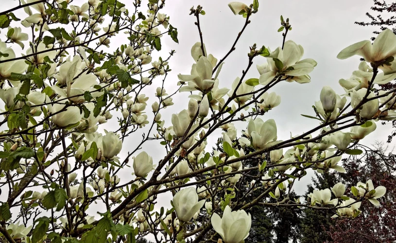 a tree with white flowers against a cloudy sky, a photo, magnolia big leaves and stems, flowers exploding and spraying, phone photo, oregon