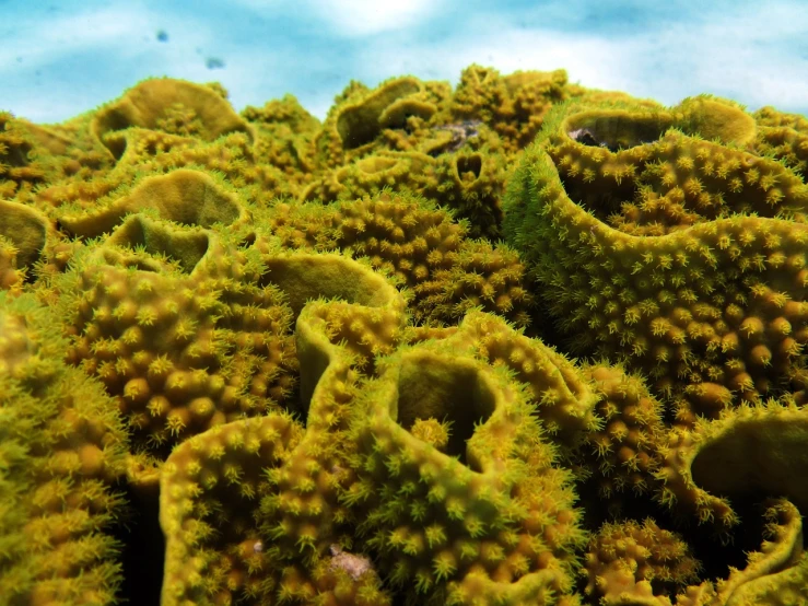 a close up of a bunch of green algae, coral reefs, trypophobia, cuba, underwater photo