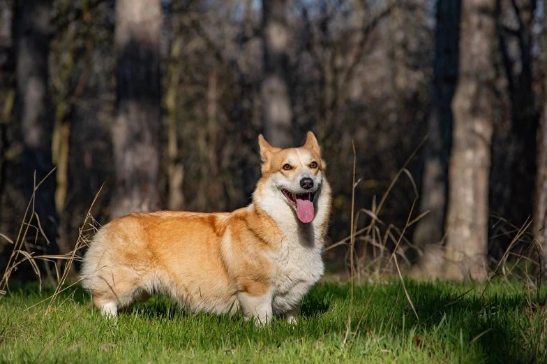 a dog that is standing in the grass, a stock photo, shutterstock, fine art, corgi, sunny day in the forrest, she has a jiggly fat round belly, taken with canon 5d mk4