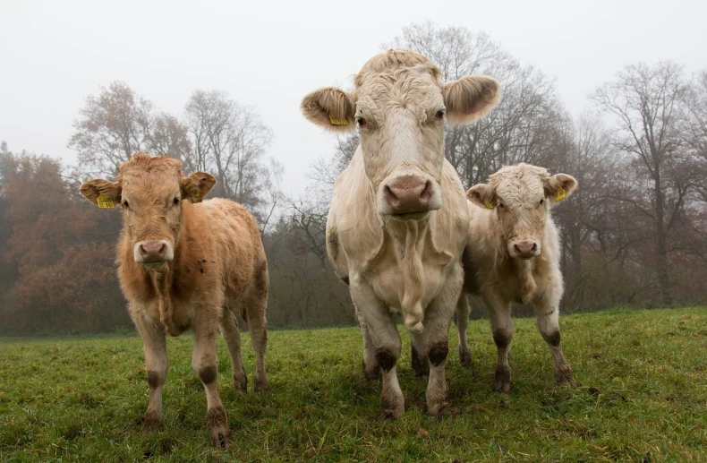 a group of cows standing on top of a lush green field, a picture, by Etienne Delessert, pexels, renaissance, three heads, aged 2 5, soggy, family portrait