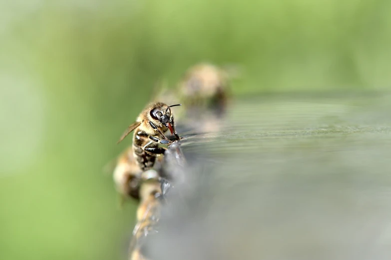 a group of bees sitting on top of a wooden table, a macro photograph, hurufiyya, taps with running water, high res photo
