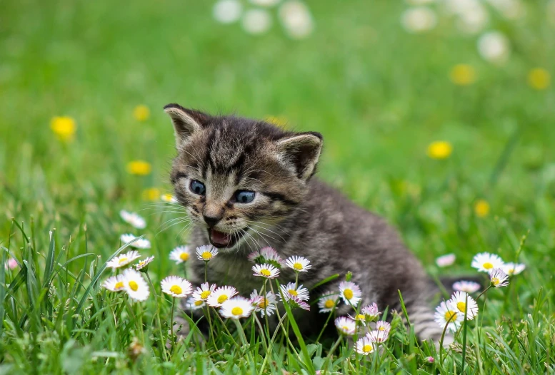 a small kitten sitting in a field of flowers, a picture, by Ivan Grohar, shutterstock, shouting, closeup 4k, miniature animal, licking