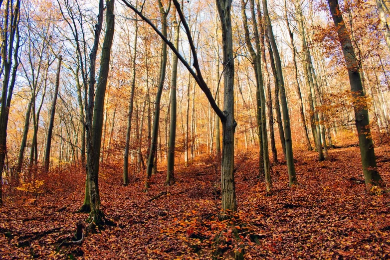 a forest filled with lots of trees covered in leaves, a photo, by Thomas Häfner, ((trees)), golden glow, il, nice colors