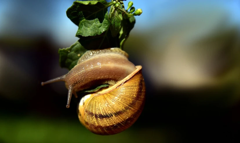 a close up of a snail on a plant, a macro photograph, pixabay, renaissance, shaded, stock photo, around a neck, huge glistening muscles