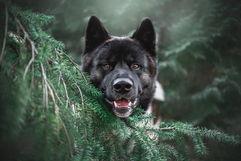 a close up of a dog in a tree, by Emma Andijewska, unsplash, retarded wolf portrait, portrait big dark dog, shibu inu, haida