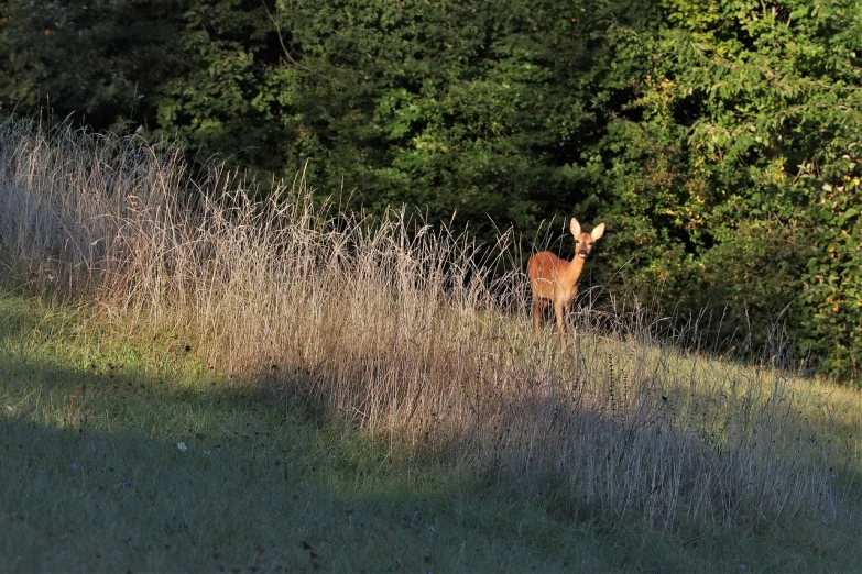 a deer that is standing in the grass, by David Budd, flickr, fine art, evening sunlight, young female, viewed from very far away, early morning sunrise