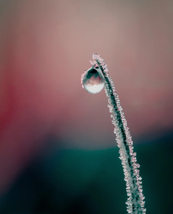 a close up of a plant with frost on it, a macro photograph, minimalism, dripping colors, red mood in background, close up of single sugar crystal, mirror dripping droplet